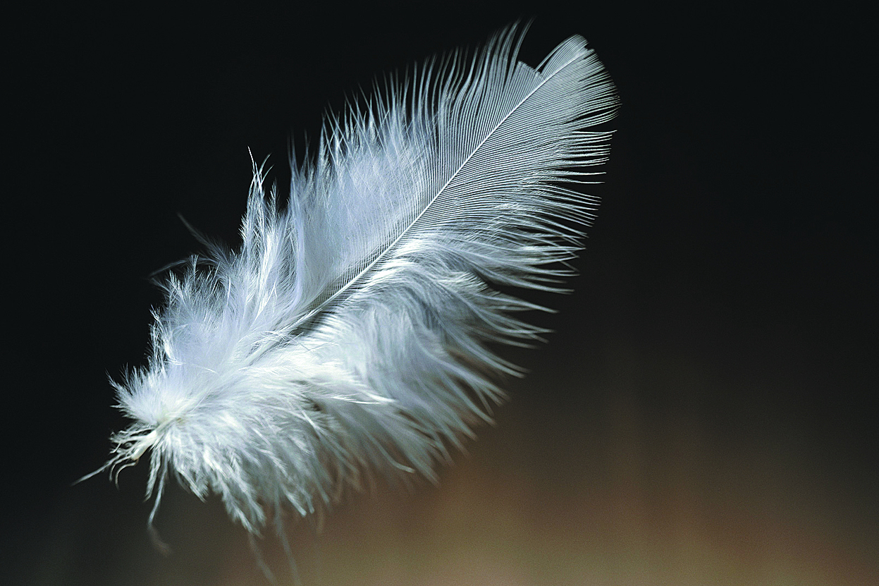 feather